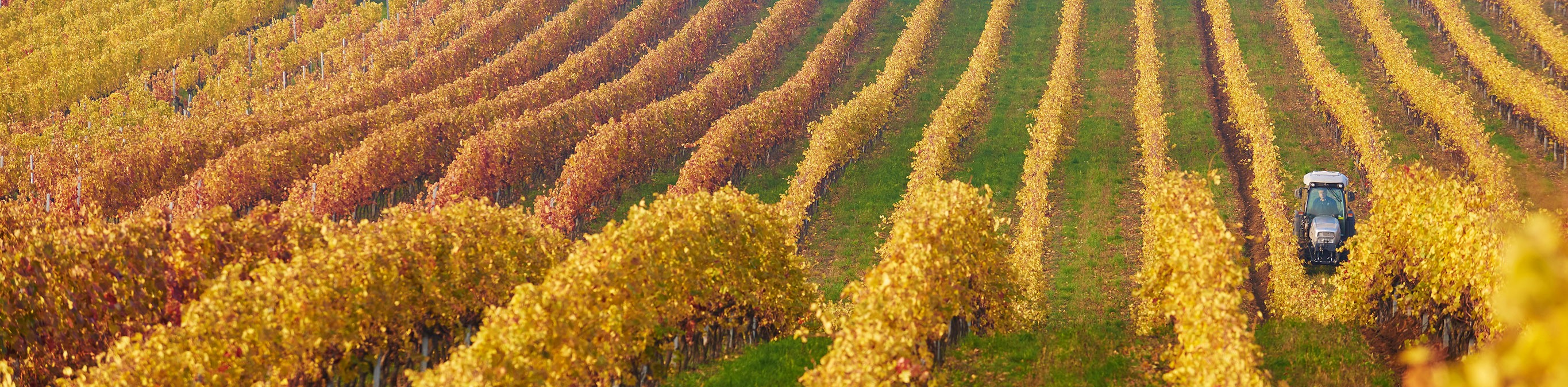 Weingarten Herbst Rust Neusiedlersee