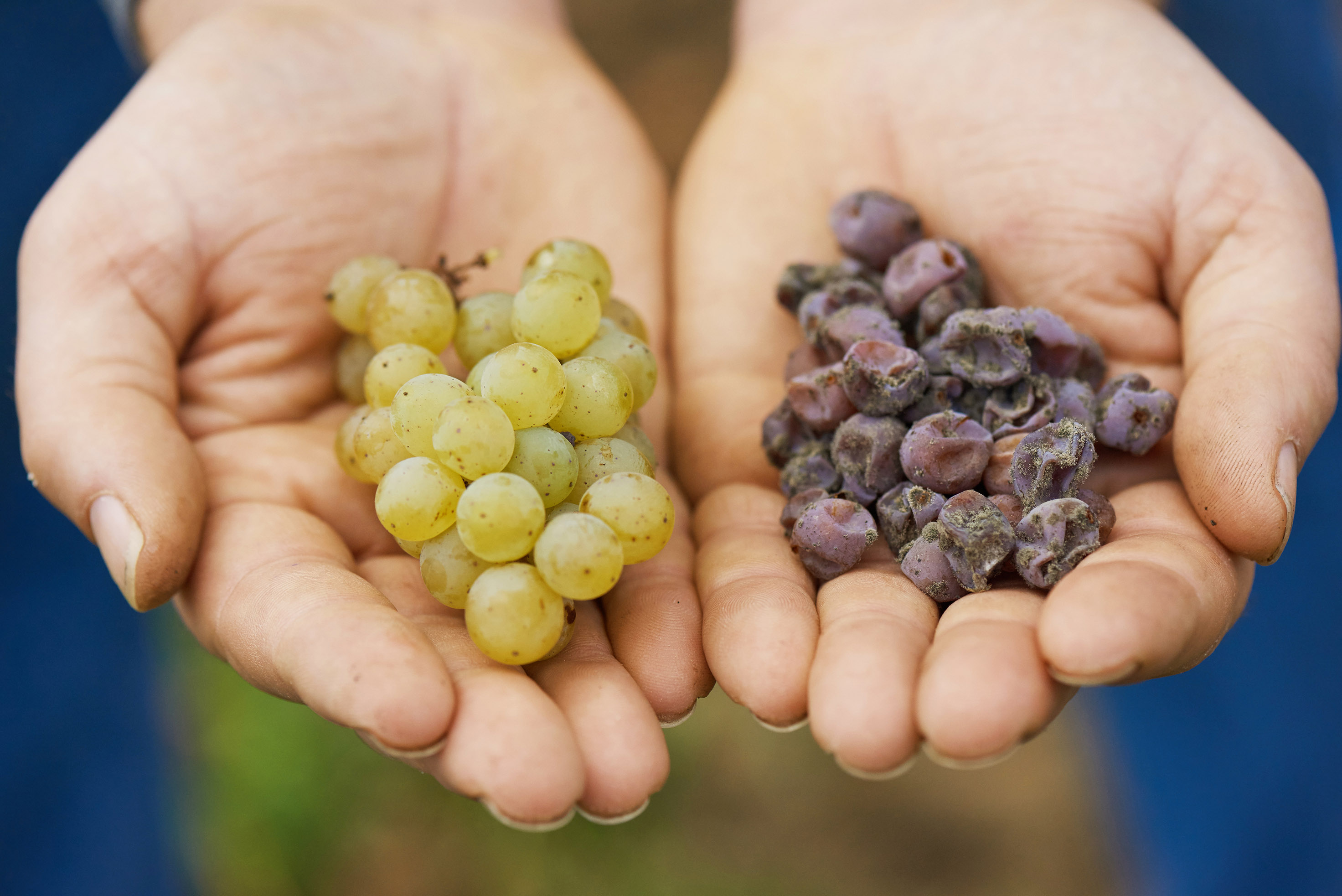 Edelfäule Botrytis cinerea Wines